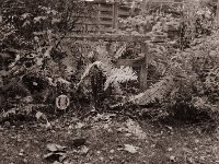 Torii und Sternchens Ruhestätte  Seagull 4A103 HAIOU 3.5/75, Bergger Pancro400  - 10.11.2021 -