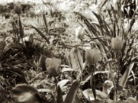 Tulpen in der Wiese  Pentax MZ-S, SMC Pentax - FA 1.9/43 Limited, Gelbfilter. ADOX CHS 100II  - 05.04.2023 -