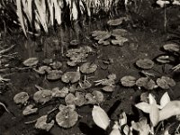 Seerosen  Pentax LX, SMC FA 1.9/43 Limited, ADOX CHS 100 II  - 29.04.2023 -