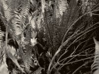 Blüten im Farn  Pentax LX, SMC FA 1.9/43 Limited, ADOX CHS 100 II  - 29.04.2023 -