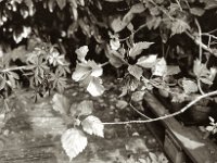 Hibiskusblüte  Pentax Super A, SMC FA 1.8/31 AL Limited, Gelbfilter, ADOX CHS 100II  - 17.06.2023 -