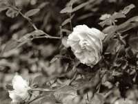 Rose  Pentax Super A, SMC FA 1.8/31 AL Limited, Gelbfilter, ADOX CHS 100II  - 17.06.2023 -