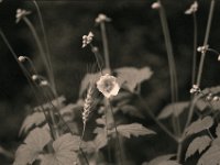 Ähre und Japan Anemone  Yashica FR I, Zeiss Planar 1.4/50, Bergger Pancro400@200  - 06.07.2023 -