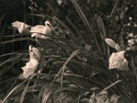 Taglilie  Yashica FR I, Zeiss Planar 1.4/50, Bergger Pancro400@200  - 06.07.2023 -