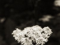 Kleiner Käfer auf dem Wiesenbärenklau  Pentax LX, SMC 1.4/50, Bergger Pancro 400  - 28.07.2023 -