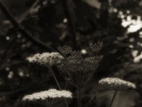 Wiesenbärenklau  Pentax LX, SMC 1.4/50, Bergger Pancro 400  - 28.07.2023 -