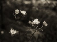 Blühende Japan Anemone  Pentax LX, SMC 1.4/50, Bergger Pancro 400  - 28.07.2023 -