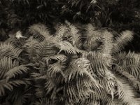 Farn  Pentax LX, MC Soligor CD Wide 2.8/20 Auto,  Bergger Pancro 400  - 28.07.2023 -