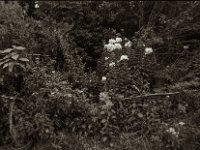 Phlox und Seifenblumen  Pentax LX, MC Soligor CD Wide 2.8/20 Auto,  Bergger Pancro 400  - 28.07.2023 -