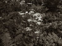 Wiesenbärenklau  Pentax LX, MC Soligor CD Wide 2.8/20 Auto,  Bergger Pancro 400  - 28.07.2023 -