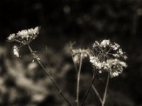 Samen Wiesenbärenklau  Pentax Super A, Pentax D FA* 1.4/50 SDM AW, Bergger Pancro 400  - 10.10.2023 -