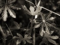 Ein schlechtes Jahr für die Aralie  Pentax Super A, Pentax D FA* 1.4/50 SDM AW, Bergger Pancro 400  - 10.10.2023 -