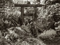 Torii  Yashica FR I, Zeiss Planar 1.4/50, ADOX CHS 100II  - 28.10.2023 -