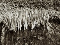 Schwertlilien im Gartenteich  Pentax 645N, SMC FA 2.8/75, Gelbfilter, Rollei RPX 100  - 25.03.2023 -