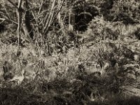 Tulpen in der Wiese  Fuji GW 690 III, Rollei RPX 100©64  - 19.04.2023 -