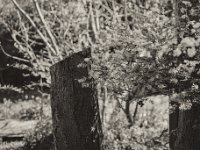 Stamm und Blüten  Fuji GW 690 III, Rollei RPX 100©64  - 19.04.2023 -