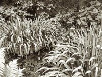 Gartenteich  Pentax 6x7, SMC Takumar 3.5/55,  Kentmere 100  - 13.05.2023 -