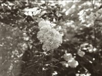 Schneeball verblüht  Pentax 645N, SMC FA 2.8/45, Gelbfilter, Kentmere 100    - 28.05.2023 -