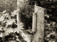 Insektenunterkunft an der Erle  Pentax 67 II, SMC 2.4/105, Fuji Acros 100 II, Rotfilter  - 11.08.2023 -