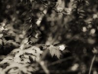 Kleine Hibiskusblüte  Pentax 67 II, SMC 2.4/105, Fuji Acros 100 II, Rotfilter  - 11.08.2023 -