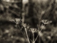 Wiesenbärenklau  Pentax 645N, SMC FA 2.8/75, KODAK Tri-X 400  - 29.11.2023 -