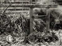 Torii und Sternchen Grab  Pentax 645N, SMC Takumar 2.8/150 (6x7 Objektiv), ADOX CHS 100 II   - 09.12.2023 -