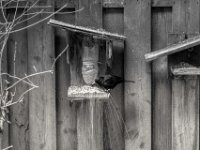 Die Amsel verstreut das Futter  PENTAX K-3 Mark III Monochrome , HD Pentax-D FA 2.8/24-70    - 12.01.2024 -