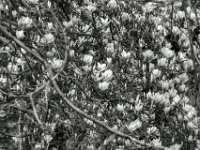 Magnolienblüten  PENTAX K-3 Mark III Monochrome, HD PENTAX - D FA* 2.8/70-200 ED DC AW  - 15.03.2024 -