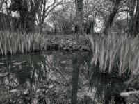 Der Gartenteich erwacht  PENTAX K-3 Mark III Monochrome , HD Pentax - DA* 2.8/ 11-18 ED DC  AW  -17.03.2024 -