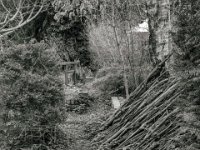Gartenweg  PENTAX K-3 Mark III Monochrome , HD Pentax - DA* 2.8/ 11-18 ED DC  AW  -17.03.2024 -