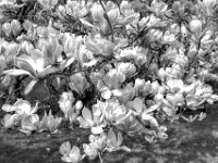 Magnolie  PENTAX K-3 Mark III Monochrome , HD PENTAX - DA* 2.8/16-50 ED PLM AW   - 20.03.2024 -