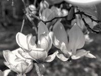 Magnolienblüten  PENTAX K-3 Mark III Monochrome , HD PENTAX - DA* 2.8/16-50 ED PLM AW   - 20.03.2024 -