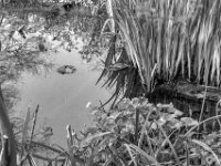 Gartenteich  PENTAX K-3 Mark III Monochrome , HD PENTAX - DA* 2.8/16-50 ED PLM AW   - 20.03.2024 -