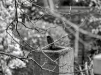 Amsel auf totem Kamin  PENTAX K-3 Mark III Monochrome , Adapter+SMC 4.0/200 (6x7 Analog)   - 24.03.2024 -