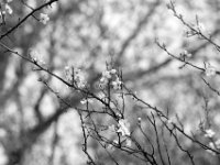 Pflaumenblüten  PENTAX K-3 Mark III Monochrome , HD PENTAX - D FA* 2.8/70-200 ED DC AW  - 24.03.2024 -
