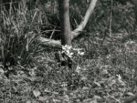 Wildtulpen  PENTAX K-3 Mark III Monochrome, SMC PENTAX-FA 1.8/77 Limited  - 06.04.2024 -