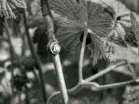 Kleine Schnecke  PENTAX K-3 Mark III Monochrome, SMC PENTAX-FA 1.8/77 Limited  - 06.04.2024 -