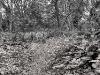 Gartenweg am Morgen  PENTAX K-3 Mark III Monochrome, HD PENTAX - DA* 2.8/ 11-18 ED DC AW  - 12.04.2024 -