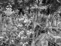 Blüten und Farn  PENTAX K-3 Mark III Monochrome, HD PENTAX - DA* 2.8/ 11-18 ED DC AW  - 12.04.2024 -