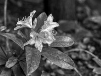 Rhododendronblüte  PENTAX K-3 Mark III Monochrome, HD PENTAX - FA 1.9/43 Limited - 27.04.2024 -
