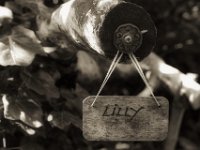 Erinnerung an Lilly  PENTAX K-3 Mark III Monochrome, SMC PENTAX-FA 1.8/31 Limited   -09.05.2024 -