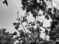 Die Taube überm Feigenbaum  PENTAX K-3 Mark III Monochrome, SMC PENTAX-FA 1.8/31 Limited   -09.05.2024 -