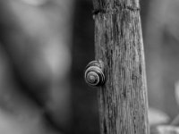 Kleine Schnecke  PENTAX K-3 Mark III Monochrome, SMC PENTAX-FA 1.8/77 Limited  - 14.05.2024 -