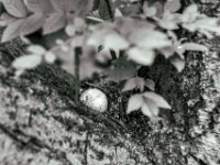 Schnecke  PENTAX K-3 Mark III Monochrome, SMC PENTAX-FA 1.8/77 Limited  - 18.05.2024 -