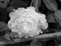 Päonie  PENTAX K-3 Mark III Monochrome, SMC PENTAX-FA 1.8/77 Limited  - 16.05.2024 -