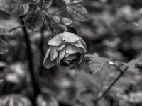 Rosenblüte  PENTAX K-3 Mark III Monochrome, SMC PENTAX-FA 1.8/77 Limited  - 18.05.2024 -
