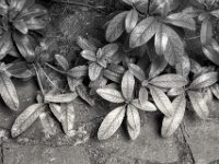 Rhododendron  PENTAX K-3 Mark III Monochrome, HD PENTAX - D FA* 1.4/50 SDM AW- 04.06..2024 -