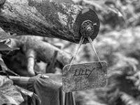 Erinnerung  PENTAX K-3 Mark III Monochrome, HD PENTAX - D FA* 1.4/50 SDM AW- 04.06..2024 -