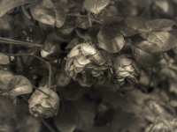 Rosenblüten  PENTAX K-3 Mark III Monochrome, HD PENTAX - D FA* 1.4/50 SDM AW- 04.06..2024 -
