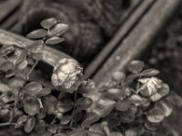 Rosenblüte  PENTAX K-3 Mark III Monochrome, HD PENTAX - D FA* 1.4/50 SDM AW- 04.06..2024 -